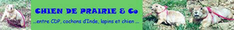 Chien de prairie et co